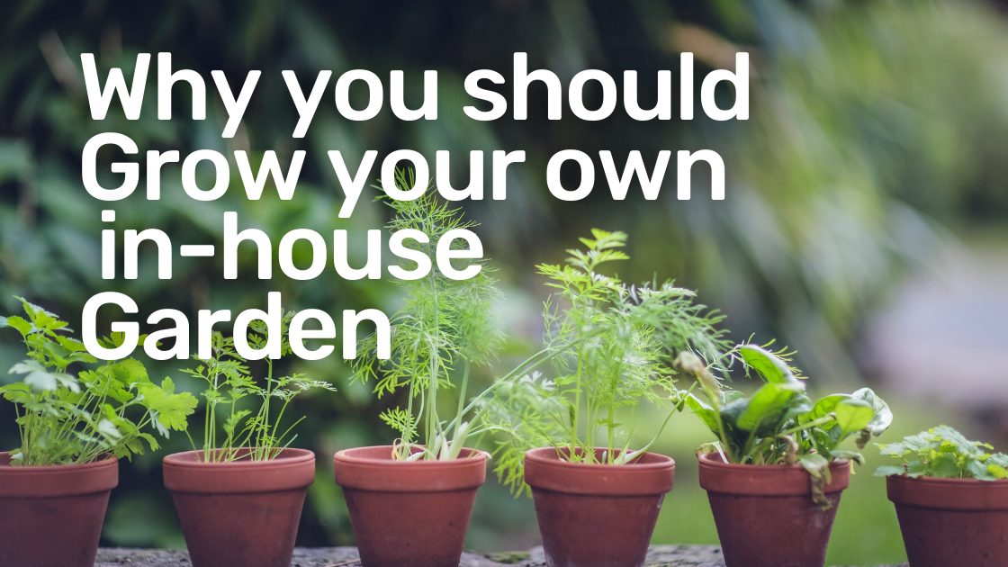 the-benefits-of-growing-an-urban-garden-with-herbs-vegetables-and